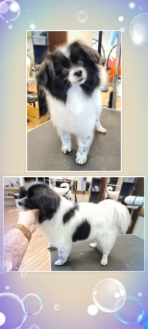 Grooming klient