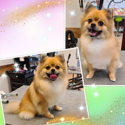 Grooming klient