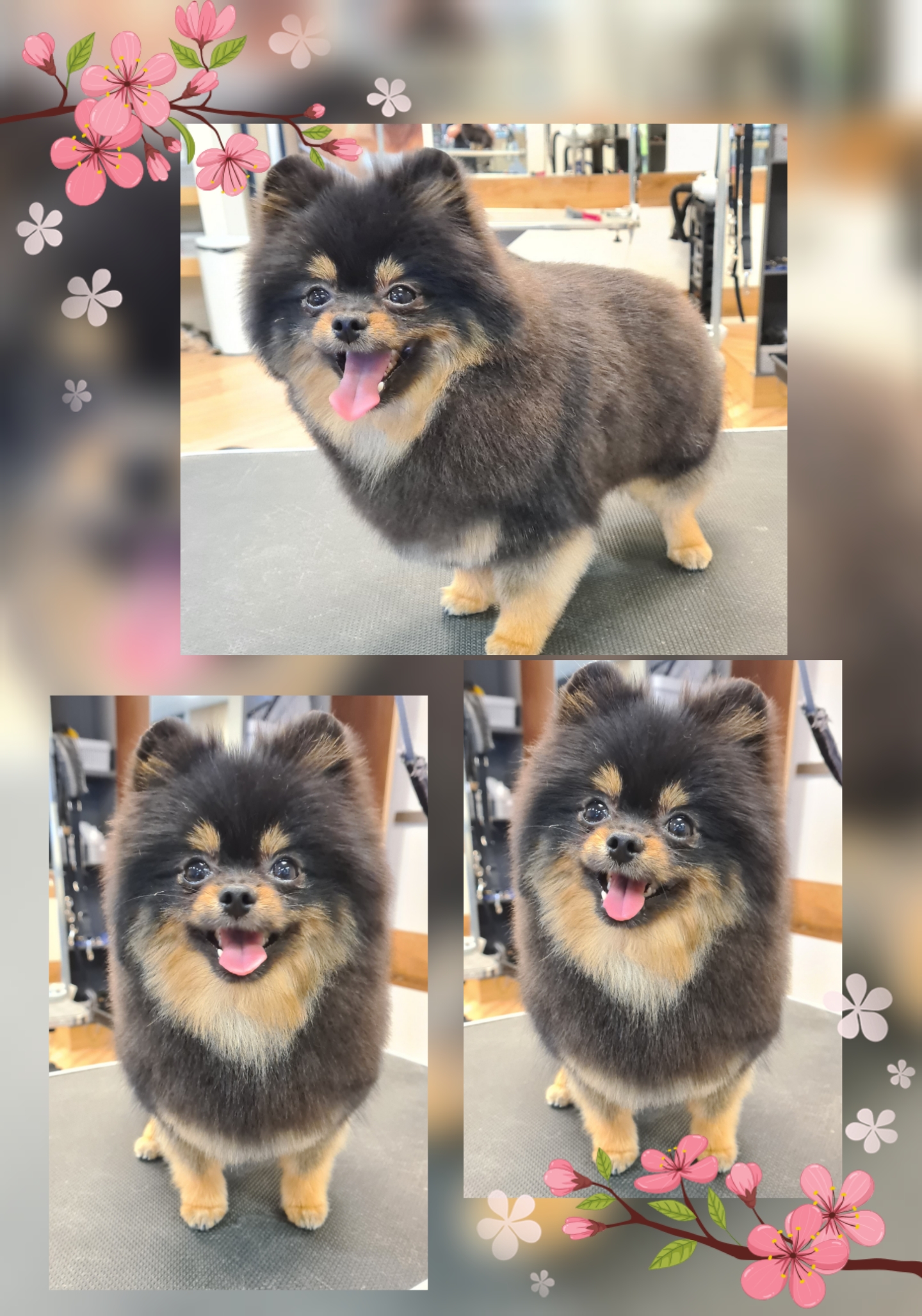 Grooming klient