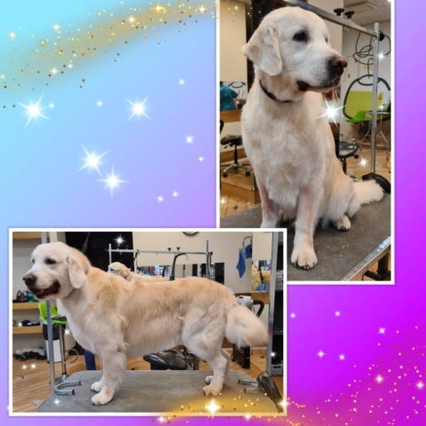 Grooming klient