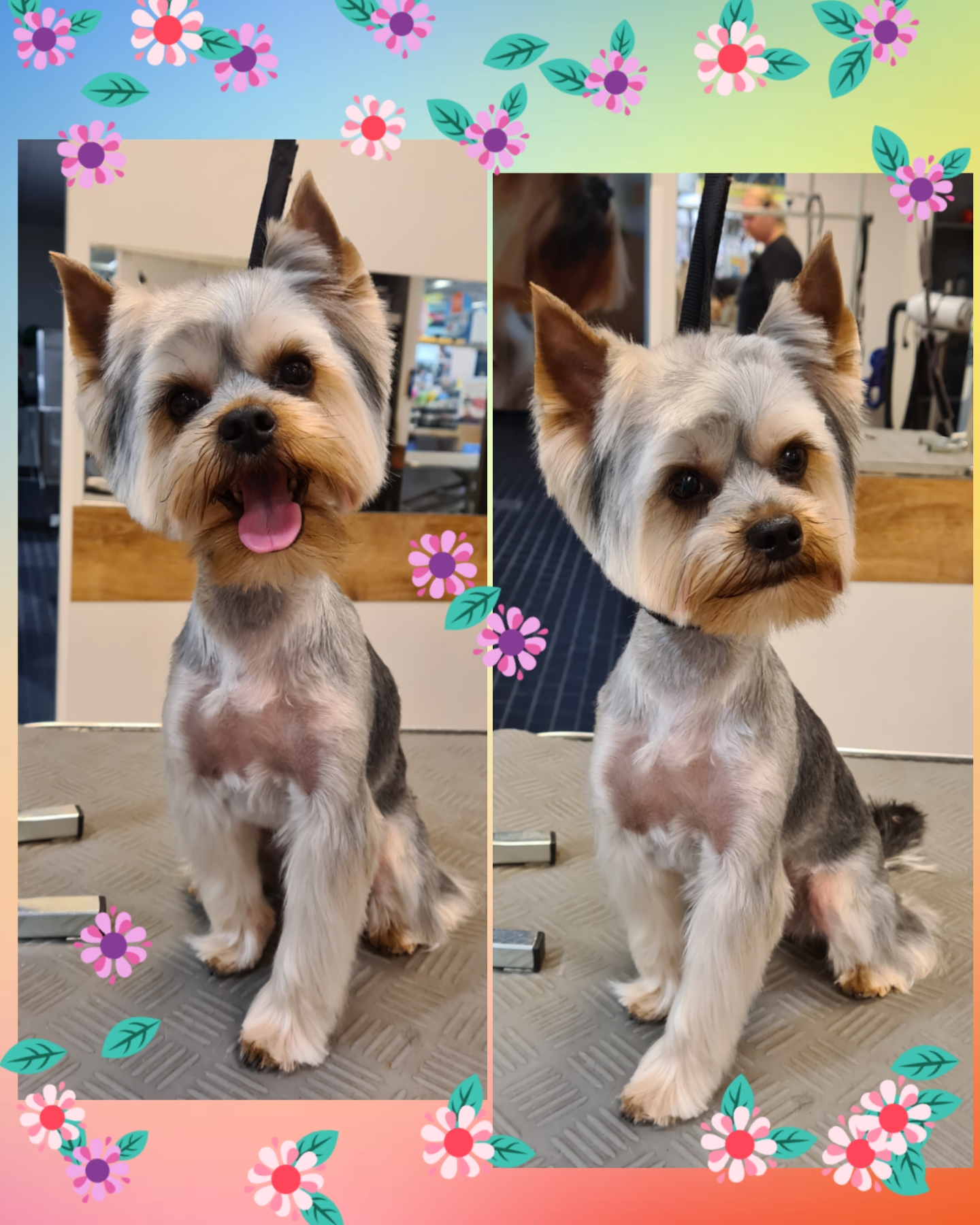 Grooming klient
