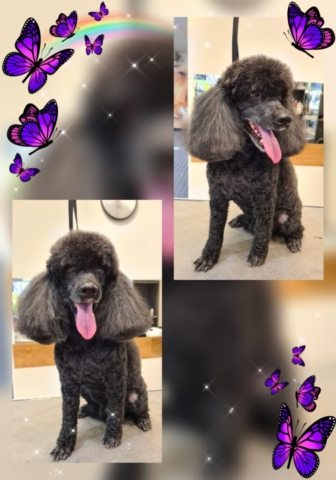 Grooming klient