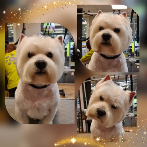 Grooming klient