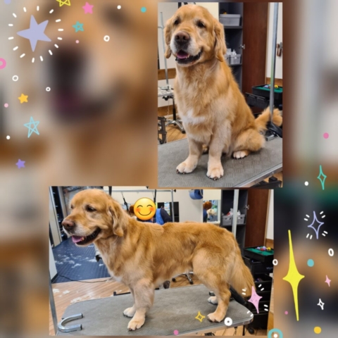 Grooming klient