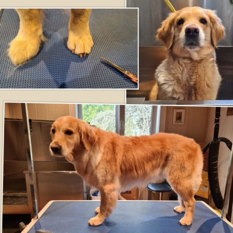 Grooming klient