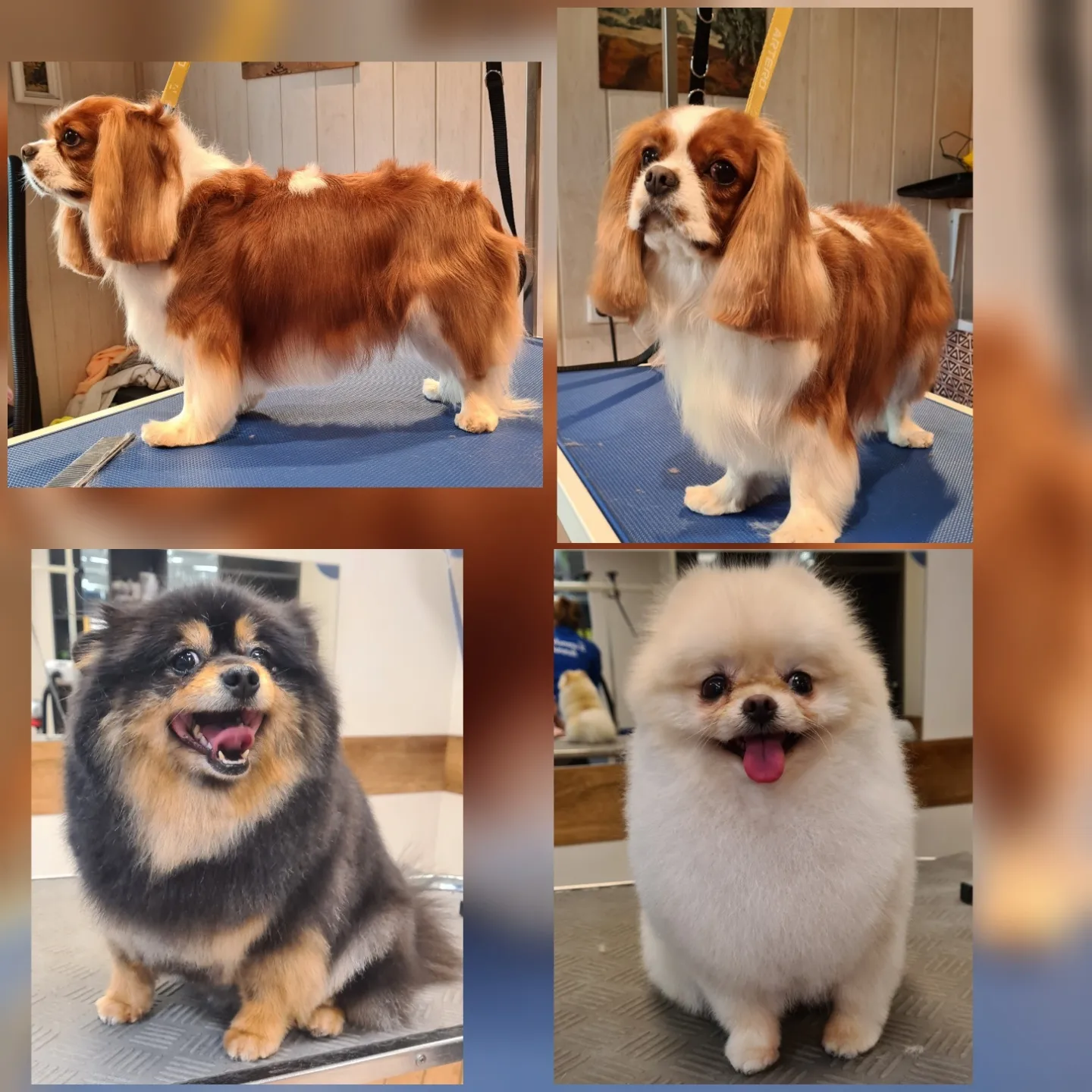 Grooming klient