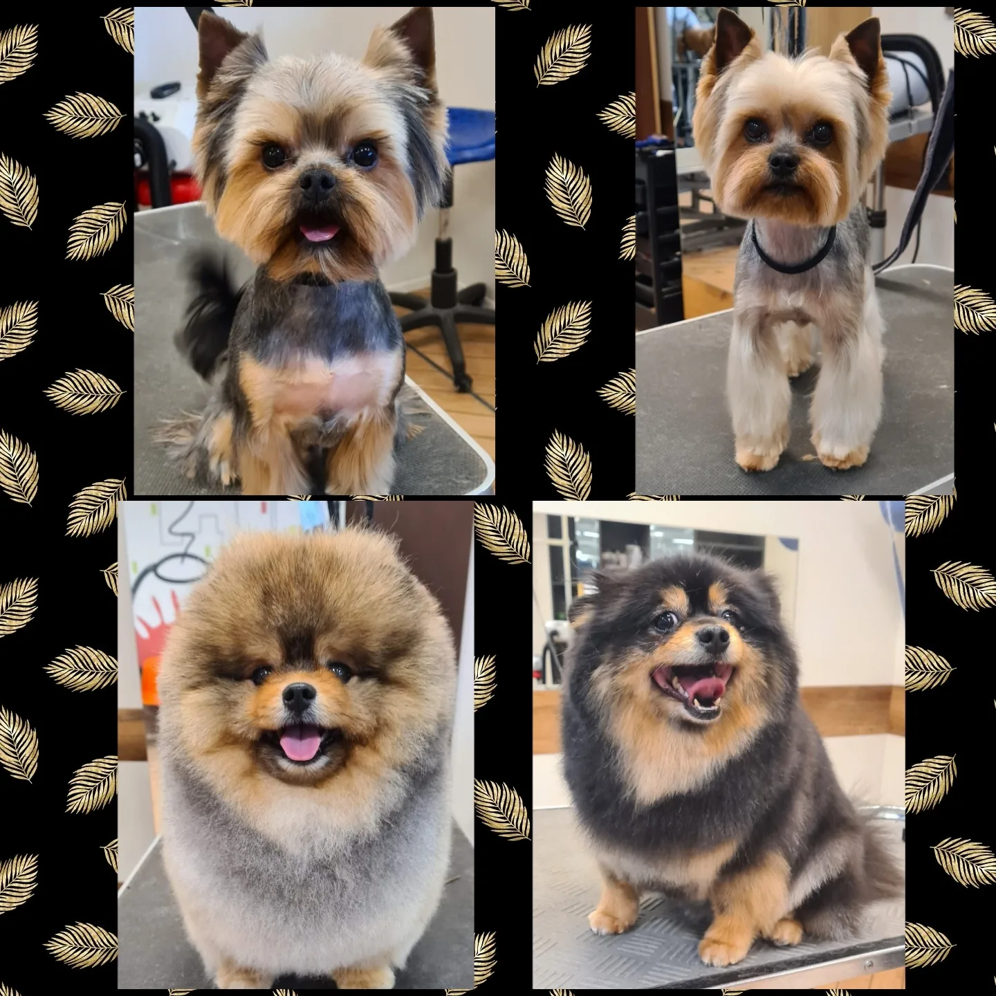 Grooming klient