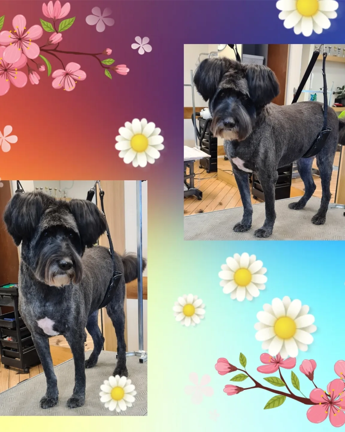 Grooming klient