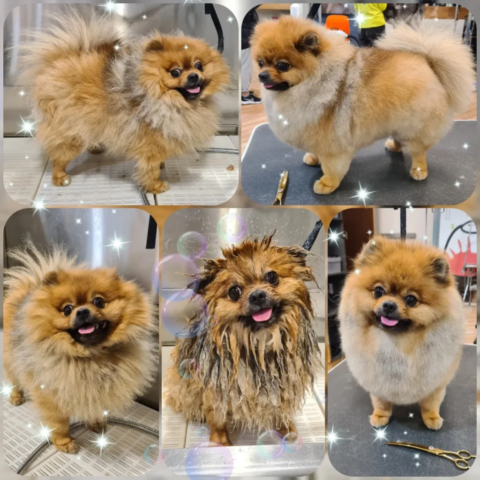 Grooming klient