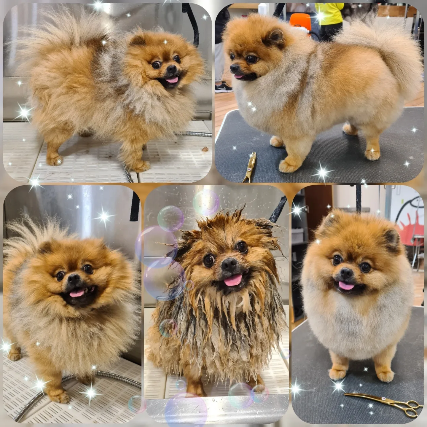 Grooming klient