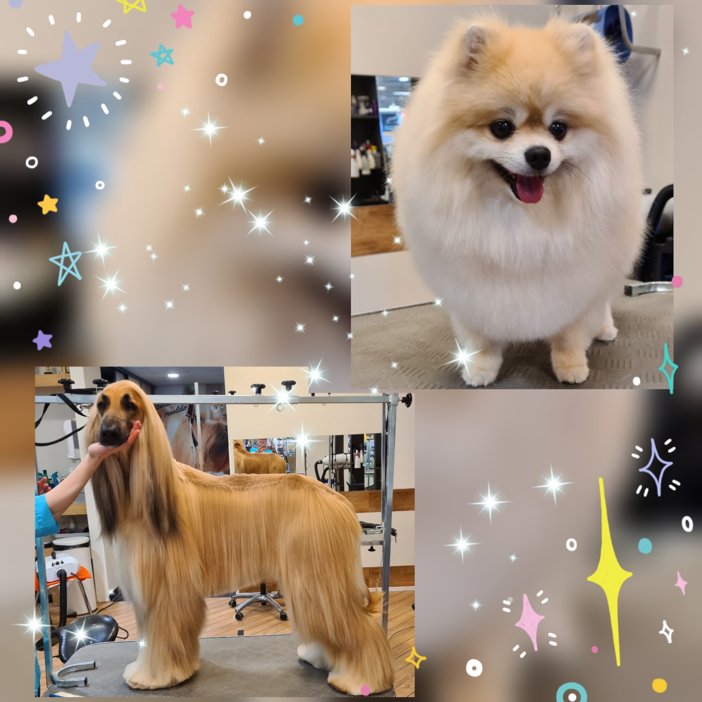 Grooming klient
