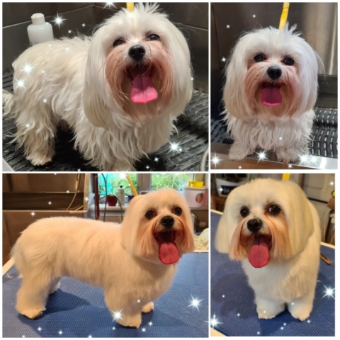 Grooming klient