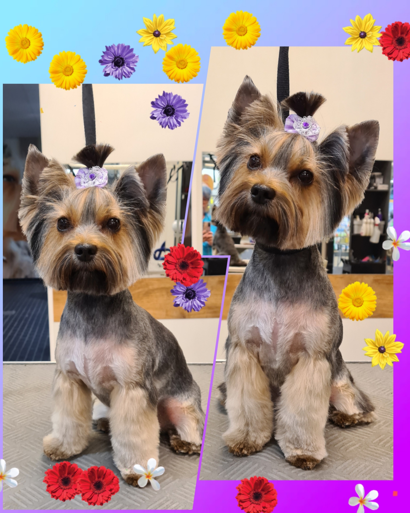 Grooming klient