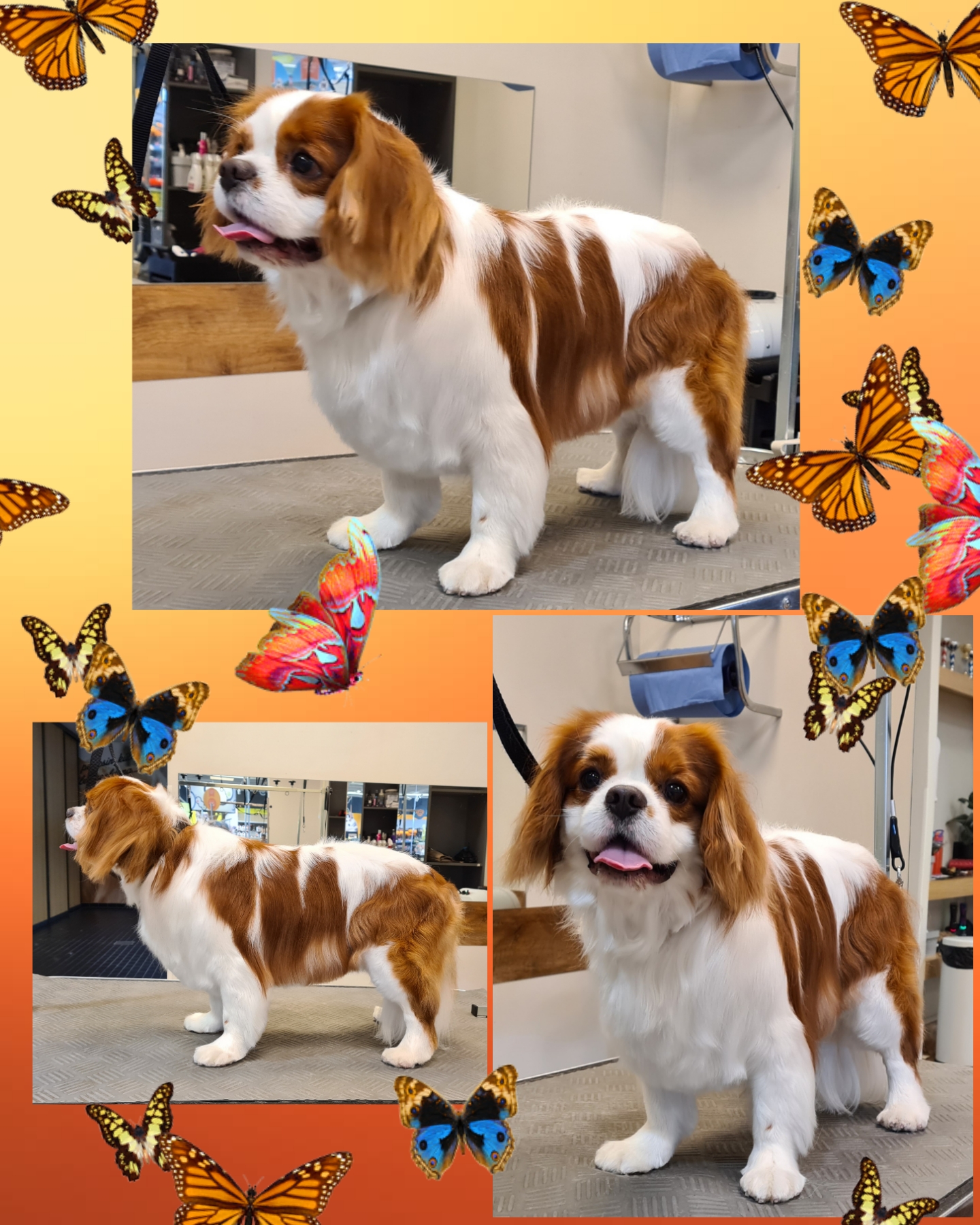 Grooming klient