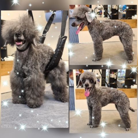 Grooming klient