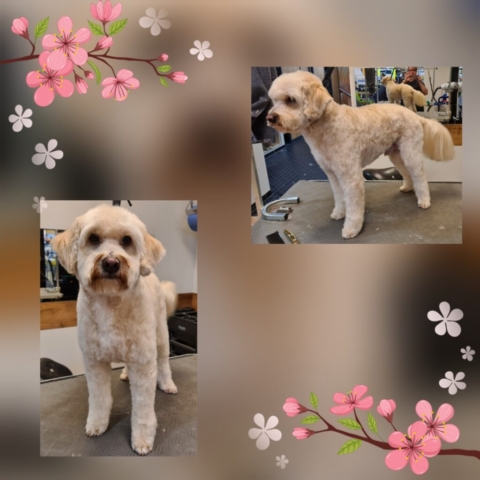 Grooming klient