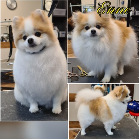 Grooming klient