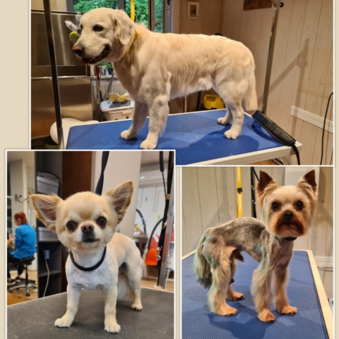 Grooming klient